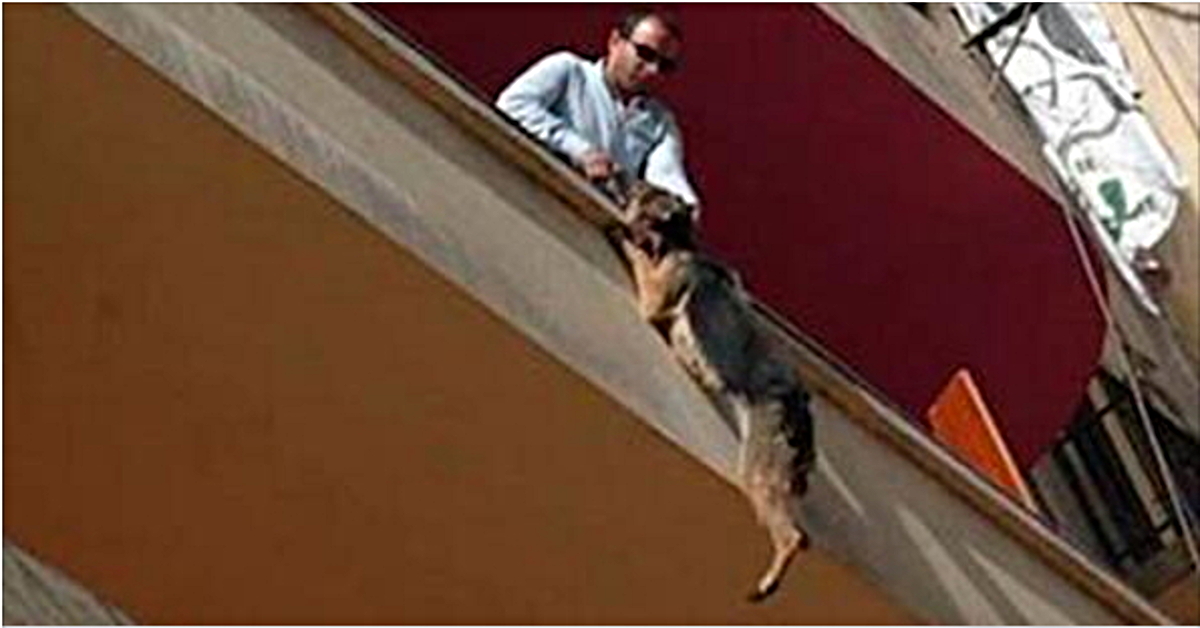 Pārlekusi pāri balkonam, šī vācu aitas suņa kucīte izglāba sev dzīvību…