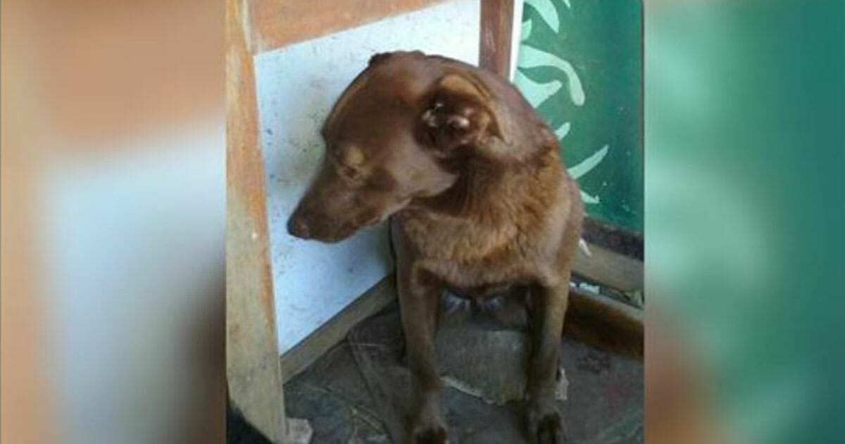 Bēdīgs suns patversmē pavadīja 2 gadus, līdz pēkšņi sajuta pazīstamu smaržu