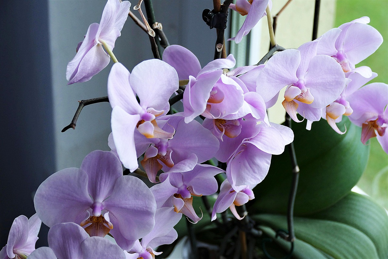 9 noteikumi, pateicoties kuriem orhideja krāšņi ziedēs visu cauru gadu. Viss tikai pašu rokām!!!