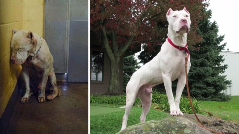 Suņi no patversmes: fotogrāfijas pirms un pēc “īsto” cilvēku atrašanas (20 fotogrāfijas)