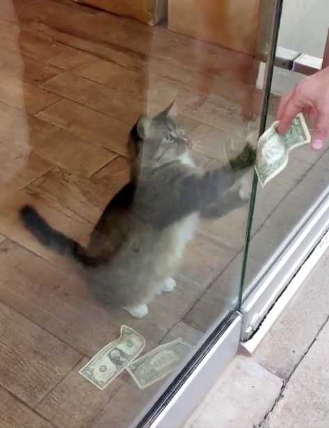 Neviens no darbiniekiem nespēja saprast, no kurienes kaķis katru vakaru dabū tādu naudu