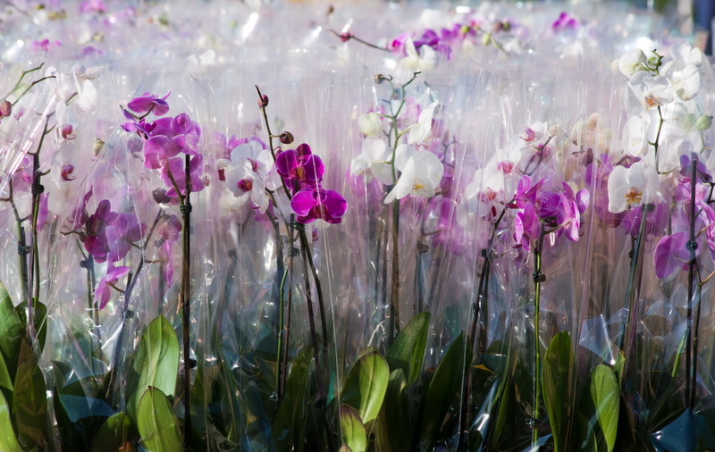 Kā veikalā izvēlēties veselīgu orhideju, lai varētu par to priecāties gadiem ilgi