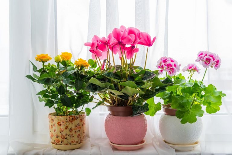 Lai mājas ziedi bieži ziedētu un būtu veselīgi, izmantojiet tautas līdzekli piebarošanai! Viltība, kā iegūt skaistus ziedus podiņā
