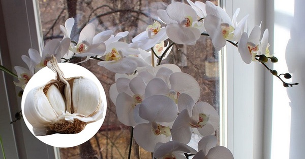 Ātrā palīdzība jūsu orhidejām – ķiploks! Orhidejas zied, kā trakas!