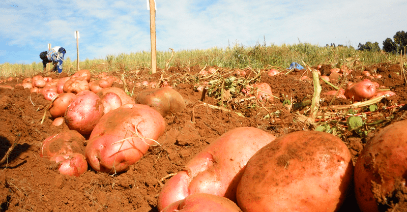 Supermēslojums bagātīgai kartupeļu ražai
