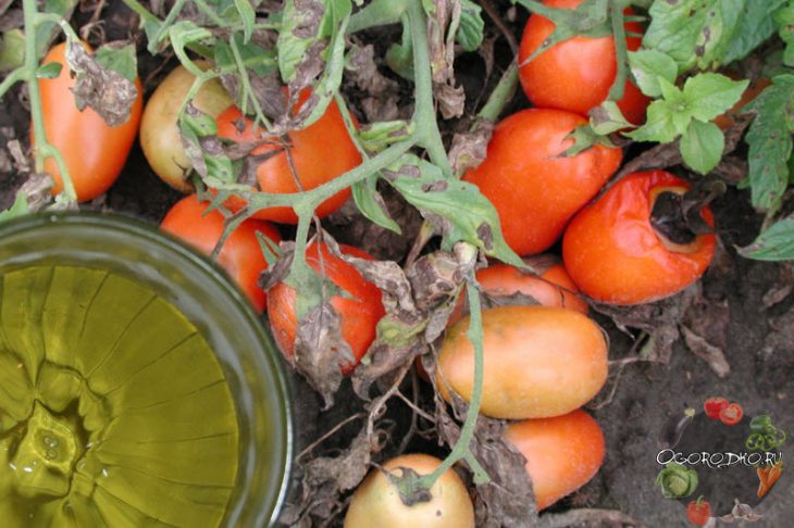 Pasargājat savus tomātus un nopērkat aptiekā lēto furacilīnu