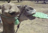 Kamielis ēd kaktusu: dīvains video, kurš kļuva par jauno sociālo tīklu hītu