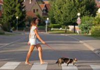 Kāpēc jums vajadzētu vest pastaigās ne tikai suni, bet arī kaķi! Parūpējaties par kaķīšiem!
