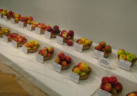 Par ābolu izstādi “101 ābols Latvijai”