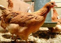 Ģenētiski modificētās vistas dēs olas, kurās būs zāles pret vēzi un artrītu! Ģenētiķi jau strādā… Tiesa, omleti no tām nesataisīsi