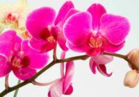 Orhidejas – spēcīgs talismans. Lūk, visas ar orhidejām saistītās pazīmes