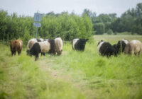 Uzaicini uz savu pļavu Latvijas Dabas fonda mobilo ganāmpulku