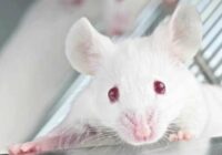 RSU aicina uz diskusiju par dzīvnieku izmantošanu izglītībā un pētniecībā