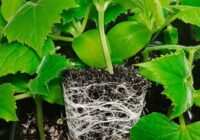 Gurķu audzēšanas noslēpums – palielinot sakņu sistēmu