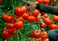 Lūk, ar ko jāapkaisa tomāti, lai būtu bagātīga raža. Un nekādas ķimikālijas!