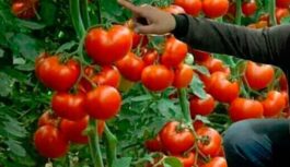 Lūk, ar ko jāapkaisa tomāti, lai būtu bagātīga raža. Un nekādas ķimikālijas!