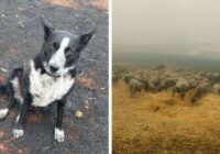 Suns izglāba aitu ganāmpulku no nežēlīgajiem ugunsgrēkiem Austrālijā