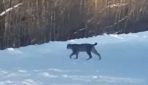 VIDEO. Vīrietis nofilmē, kā Smiltenē pa ceļu netraucēti pastaigājas milzīgs lūsis