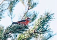 FOTO. Pie Usmas ezera pamanīts Latvijā ļoti reti sastopams putns