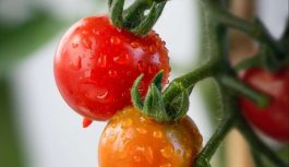 Kad stādīt tomātus siltumnīcā: labvēlīgās dienas saskaņā ar Mēness kalendāru 2023.gadam