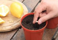 Kā mājās izaudzēt citronu no sēklām