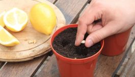 Kā mājās izaudzēt citronu no sēklām