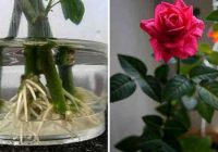 No vāzes uz puķu podu: 3 vienkārši rožu iesakņošanas veidi
