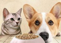 Vai var barot kaķi ar suņu barību un suni ar kaķu barību?