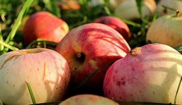 Es neizmetu kritušos un bojātos ābolus: vīramātes triks