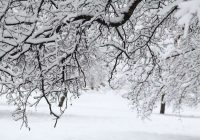 3 bīstami “objekti”, kas jānoņem no augļu kokiem ziemas sākumā
