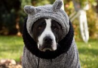 To zina tikai daži saimnieki: kādā temperatūrā ziemā apģērbt savu suni