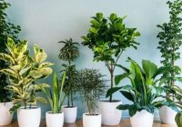4 istabas augi, kuri lieliski aizsargā no baktērijām