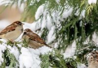 Ar ko barot putnus ziemā, lai tiem nekaitētu: ko ir aizliegts dot