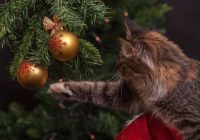 Aizsargājiet savu Ziemassvētku eglīti no kaķa: daži vērtīgi padomi