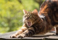 Kāpēc kaķis seko jums “pa pēdām”: dzīvnieka ķermeņa valodas atšifrēšana