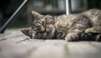 Kāpēc kaķiem patīk gulēt pie saimnieka kājām: eksperti ir atklājuši negaidītus iemeslus