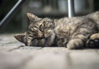 Kāpēc kaķiem patīk gulēt pie saimnieka kājām: eksperti ir atklājuši negaidītus iemeslus