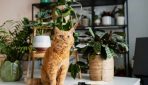 Ja jūsu kaķis ēd ziedus: 5 istabas augi, kas ir nekaitīgi dzīvniekiem