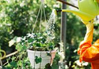 Kā lietot citronskābi istabas un dārza augiem: 3 dārzkopju noslēpumi