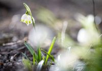 Meteorologi pastāstīja, vai gaidīt pavasari februārī nedēļā no 5. līdz 11. februārim