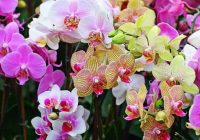 Kā rūpēties par orhideju visu gadu: špikeris katram mēnesim