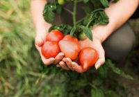 10 augi, kurus nevajadzētu stādīt blakus tomātiem: paliksiet bez ražas
