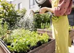 Kā jūs nevarat laistīt dārzeņu dārzu: kļūdas, kuras pieļauj ļoti daudzi dārzkopji
