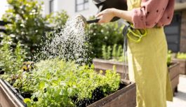 Kā jūs nevarat laistīt dārzeņu dārzu: kļūdas, kuras pieļauj ļoti daudzi dārzkopji