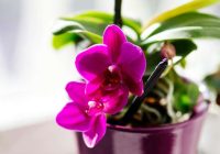 Neizmet skaisto orhideju, ja tai nokaltušas saknes: to var glābt ar ļoti vienkāršu triku