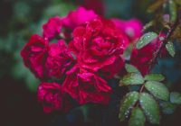 Lai tavs rožu dārzs izskatītos pēc Paradīzes: īpaši svarīga kopšana pēc ziemas – galvenie noteikumi
