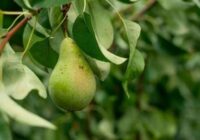 Kā pareizi apgriezt bumbieri, lai trīskāršotu ražu