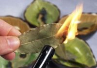 Pieci iemesli, kāpēc jums vajadzētu dedzināt lauru lapas mājās