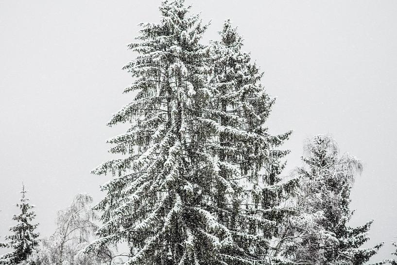 Janvāra beigās Jēkabpilī piefiksēta ļoti anomāla parādība ziemas mēnešiem