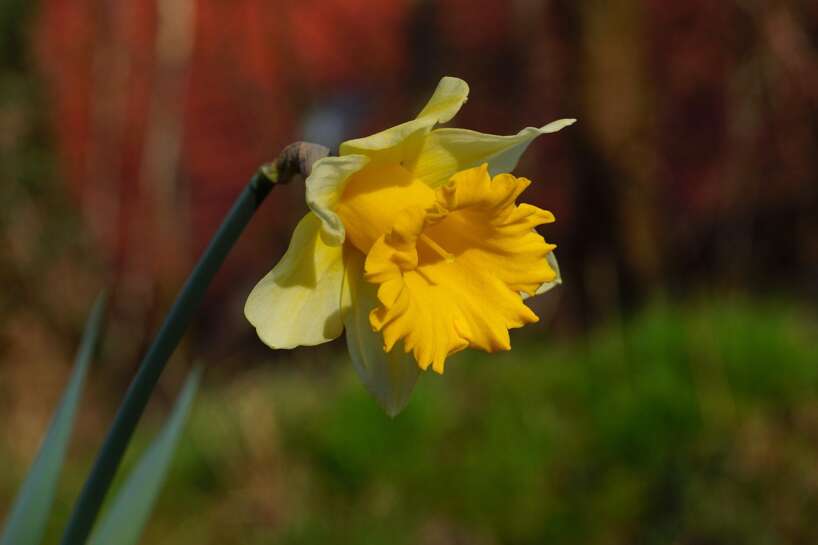 Daffodils